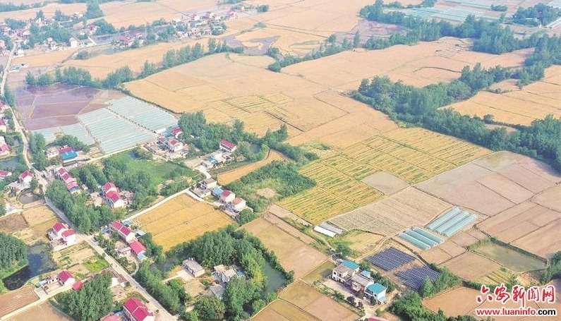 风吹麦浪丰收在望