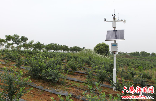 金安区施桥镇千余亩蓝莓果园插上了高科技的翅膀