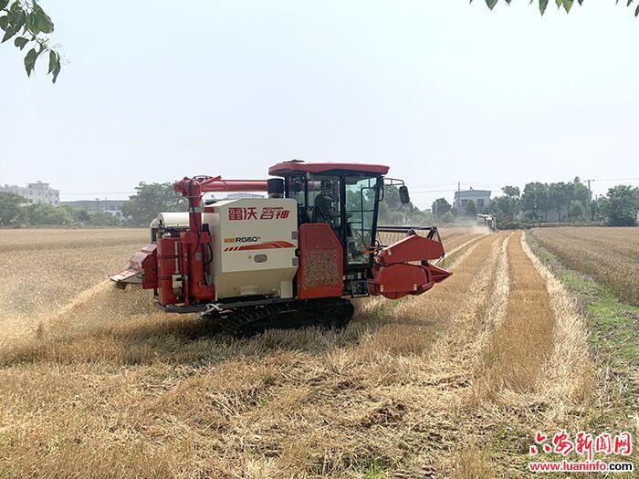 舒城县干汊河镇：沃野麦浪翻滚 收割颗粒归仓