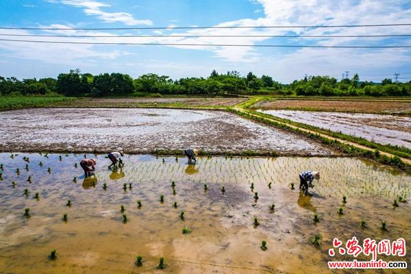舒城县干汊河镇：夏种正当时 水稻插秧忙