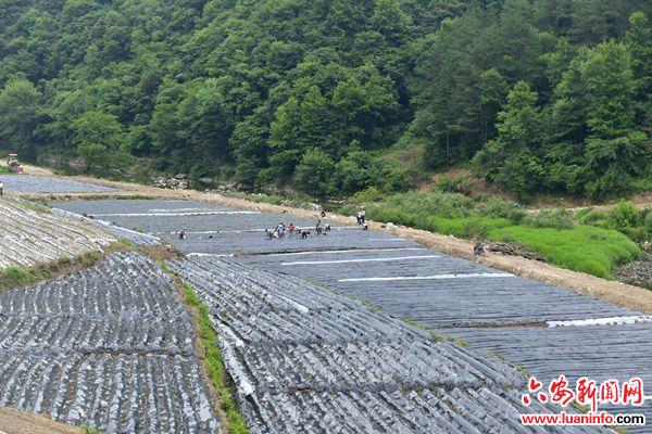 霍山漫水河镇：产业强农促振兴