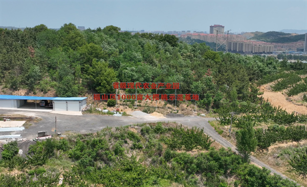 打造北方最大美早基地 烟台大樱桃产业不缺“龙头带动”