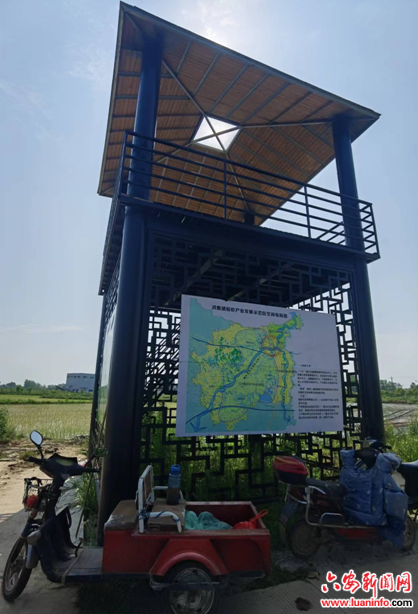 生态好米秘密，藏身白鹭翔集的秧田处……