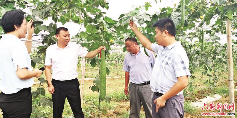【美丽乡村行】“果蔬镇”里好“丰”景——金寨县白塔畈镇因地制宜发展果蔬产业侧记