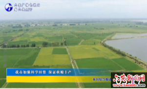 我市加强科学田管 保证秋粮丰产