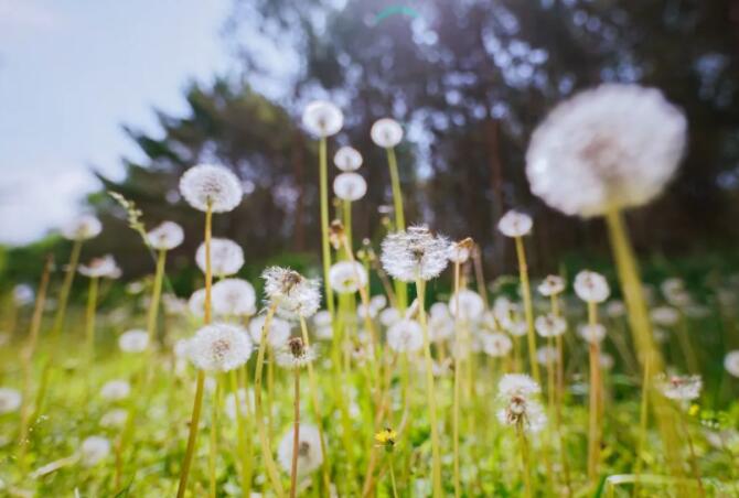 探访大庆十大露营地之一 北欧田园：森林童话树屋秘密营地