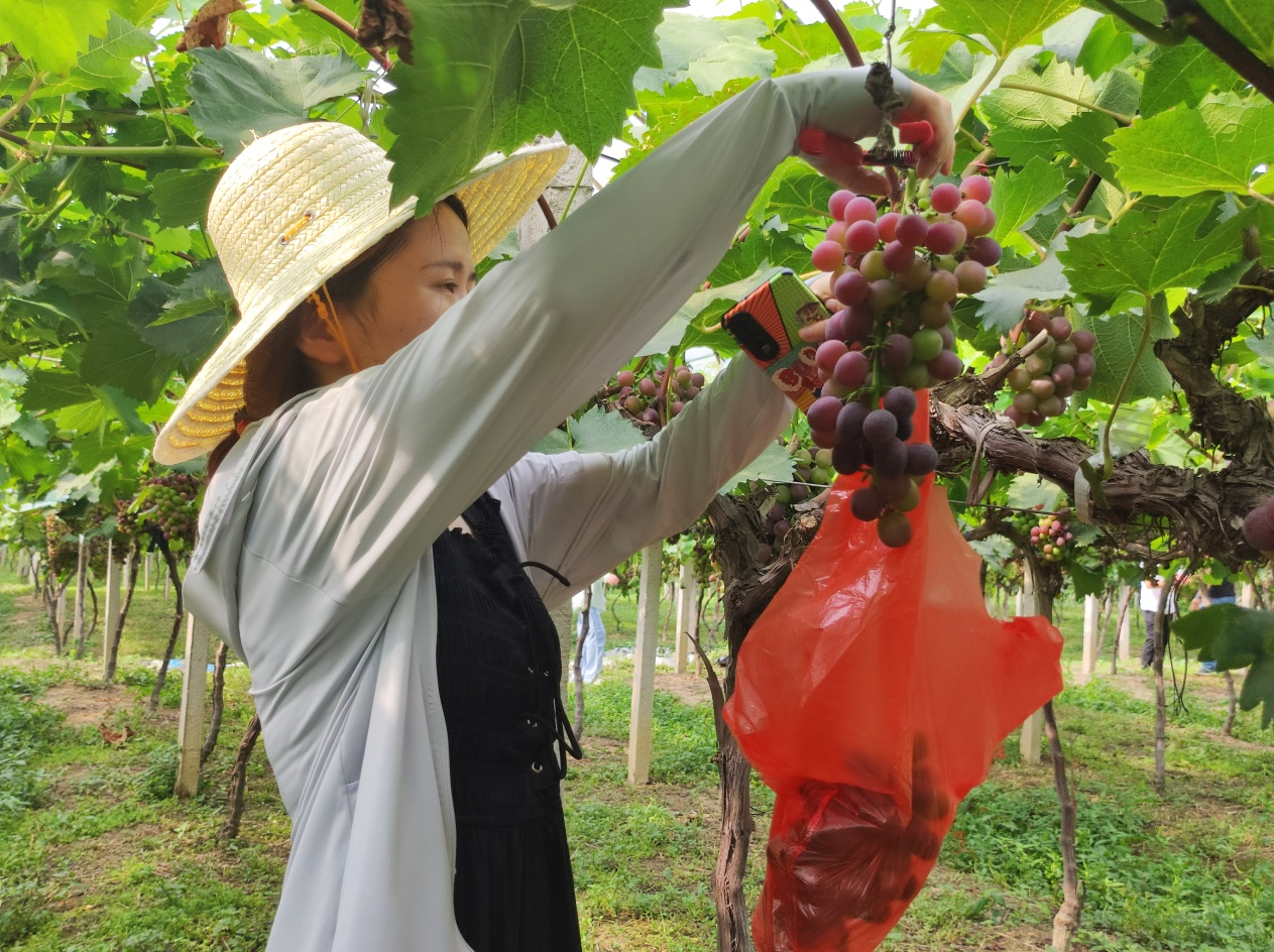 金寨县：休闲采摘 助力乡村振兴“加速度”