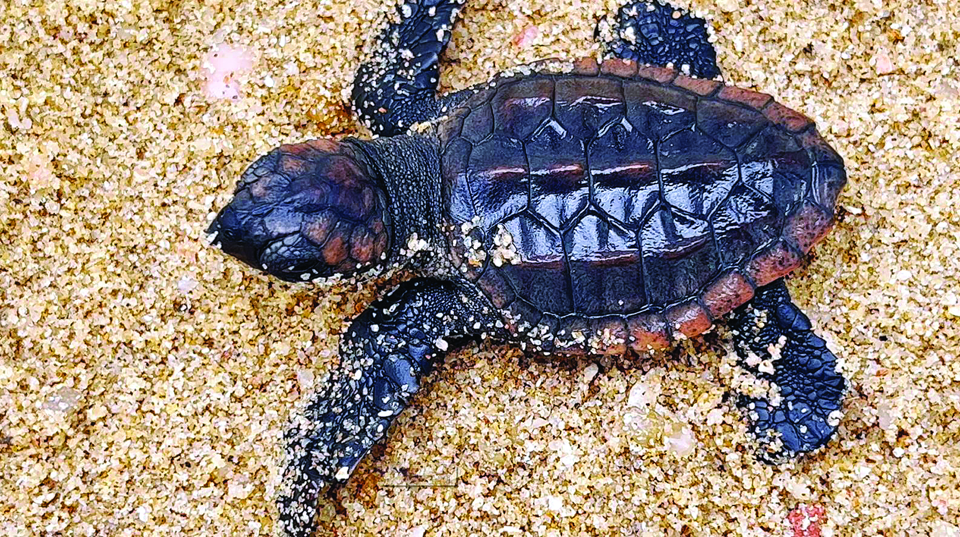 59只红海龟诞生！为国内孵化出蠵龟幼龟数量最多的一次