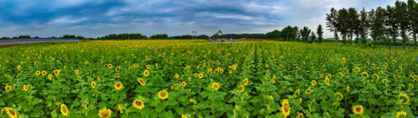 探访大庆十大花海之二 | 印象太安：20万株向日葵宛如油画，30万株百合浪漫盛开