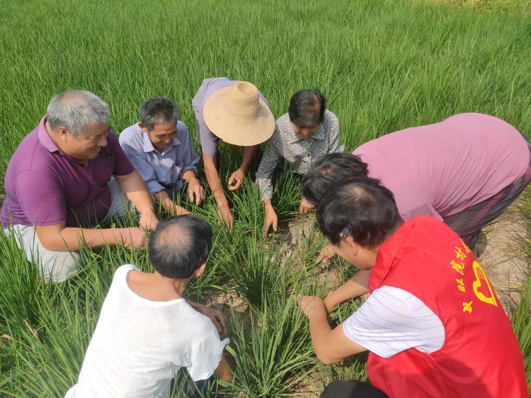 东河口镇：党旗插在田埂上 打好科学抗旱主动仗