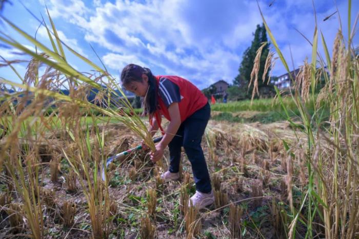 劳动课写入新学期课表！教什么？在哪上？