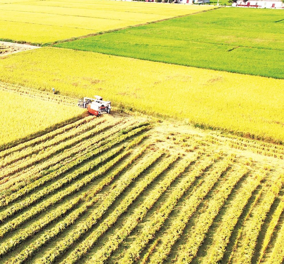金色田园喜丰收