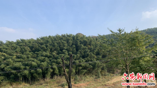 农发行金寨县支行：6.3亿贷款助力特色产业发展 谱写乡村振兴新篇章