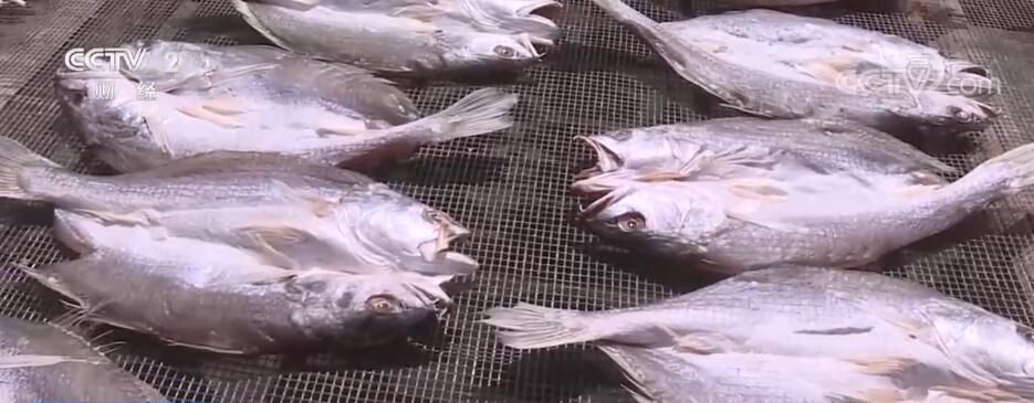 咸鱼“晒秋”正当时 广东江门百年技艺得发展