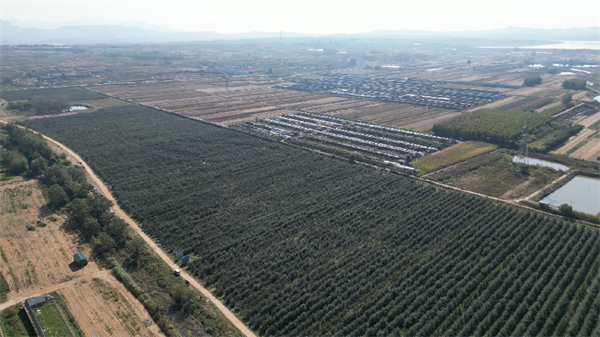 提振烟台苹果品牌 “养出”真正的苹果味儿