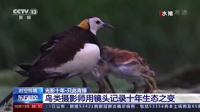 光影十年·只此青绿｜鸟类摄影师用镜头记录十年生态之变