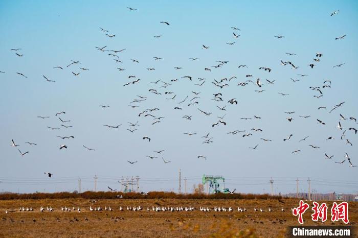 南飞候鸟恋上松花江 “鸟叔天团”享受忙的幸福