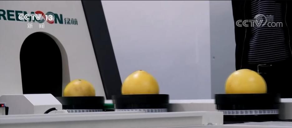 “黄金果”挂满枝 助力果农增收致富