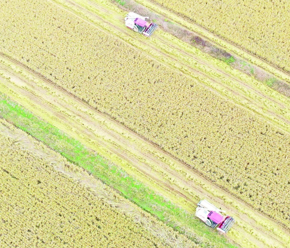 种植虾田稻 增收又增效