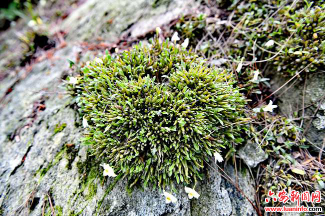 63544e6ab9c84c988cc111b636b652d1.jpg 63544e6ab9c84c988cc111b636b652d1.jpg