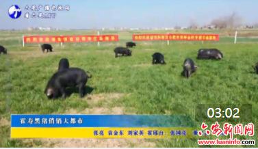 霍寿黑猪俏销大都市