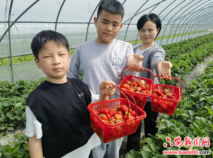 “莓”好产业助力乡村振兴