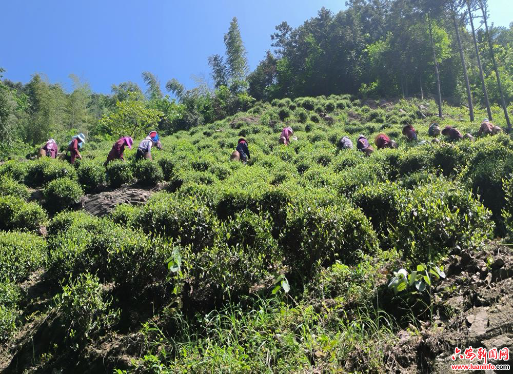 金寨： 绿水青山里拓宽乡村振兴之路