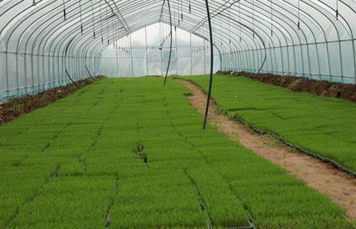 河棚镇：水稻全程机械化育秧忙