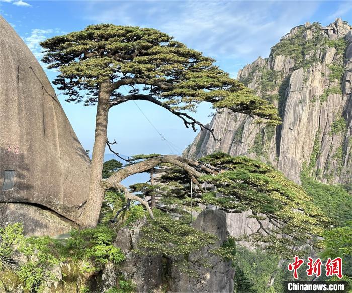 安徽黄山千年迎客松开花