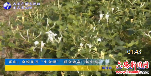 霍山：金银花开“生金银” 群众致富“新引擎”