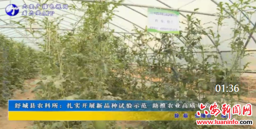 舒城县农科所：扎实开展新品种试验示范 助推农业高质量发展