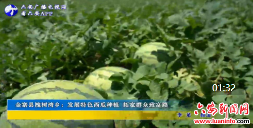 金寨县槐树湾乡：发展特色西瓜种植 拓宽群众致富路