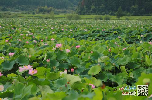 全国30多家媒体走进广昌姚西村 置身世界最大莲池“与莲共舞”