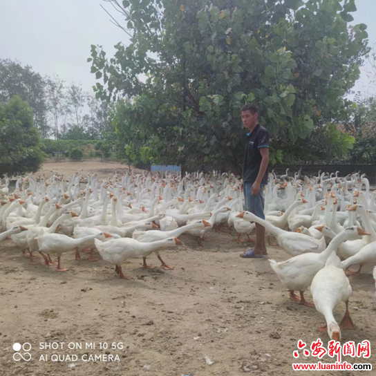 裕安区单王乡：皖西白鹅养殖助振兴 “唱”响致富“向天歌”