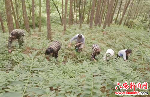林下种黄精植绿又生“金”