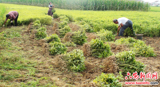 安徽霍邱彭塔镇：花生迎来收获季 农户地里忙丰收
