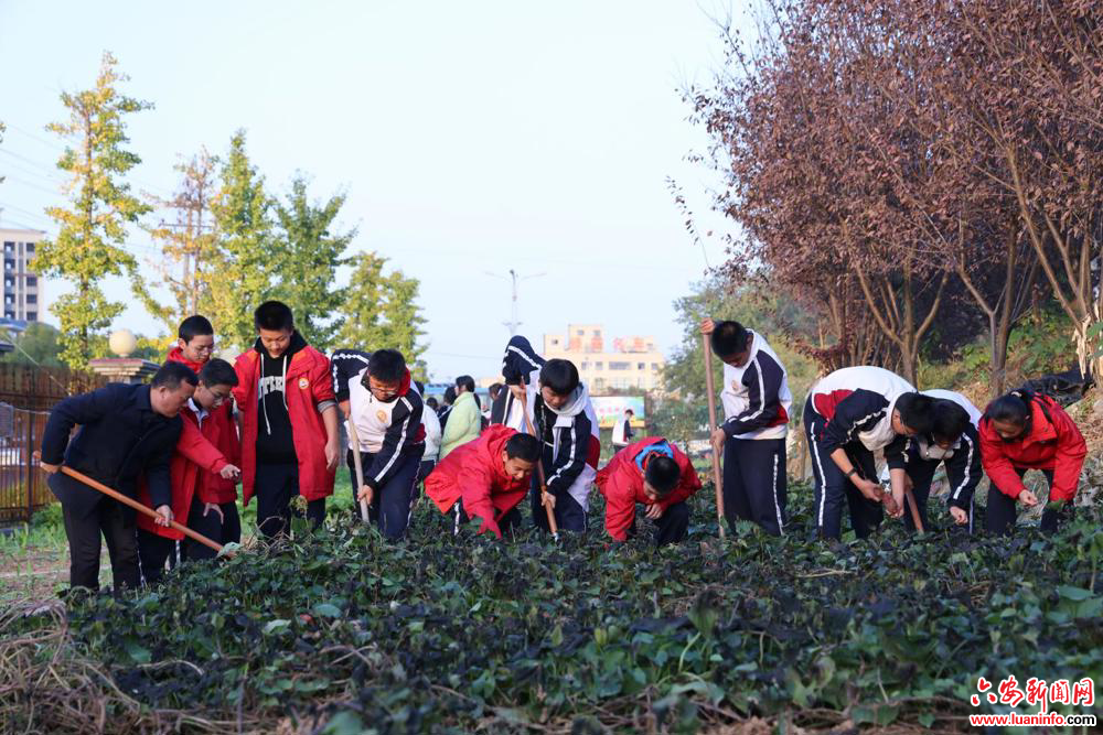 霍山文峰学校开展“趣挖甜薯乐享丰收”劳动教育实践活动