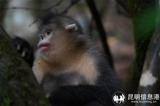 世界的香格里拉｜白马雪山国家级自然保护区成立40周年 滇金丝猴保护成效显著