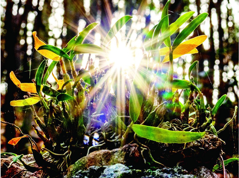 “斛”光山色 仙居太平