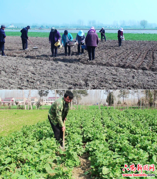霍邱县彭塔镇： 春种春管春潮涌