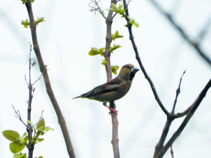罕见！巢湖诞生安徽新记录