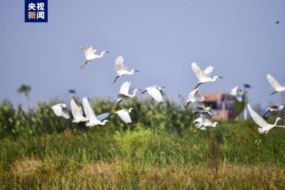 白洋淀景区明日开始试营业 5月1日起正式开放