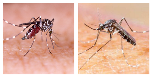 登革热流行季！省疾控提醒