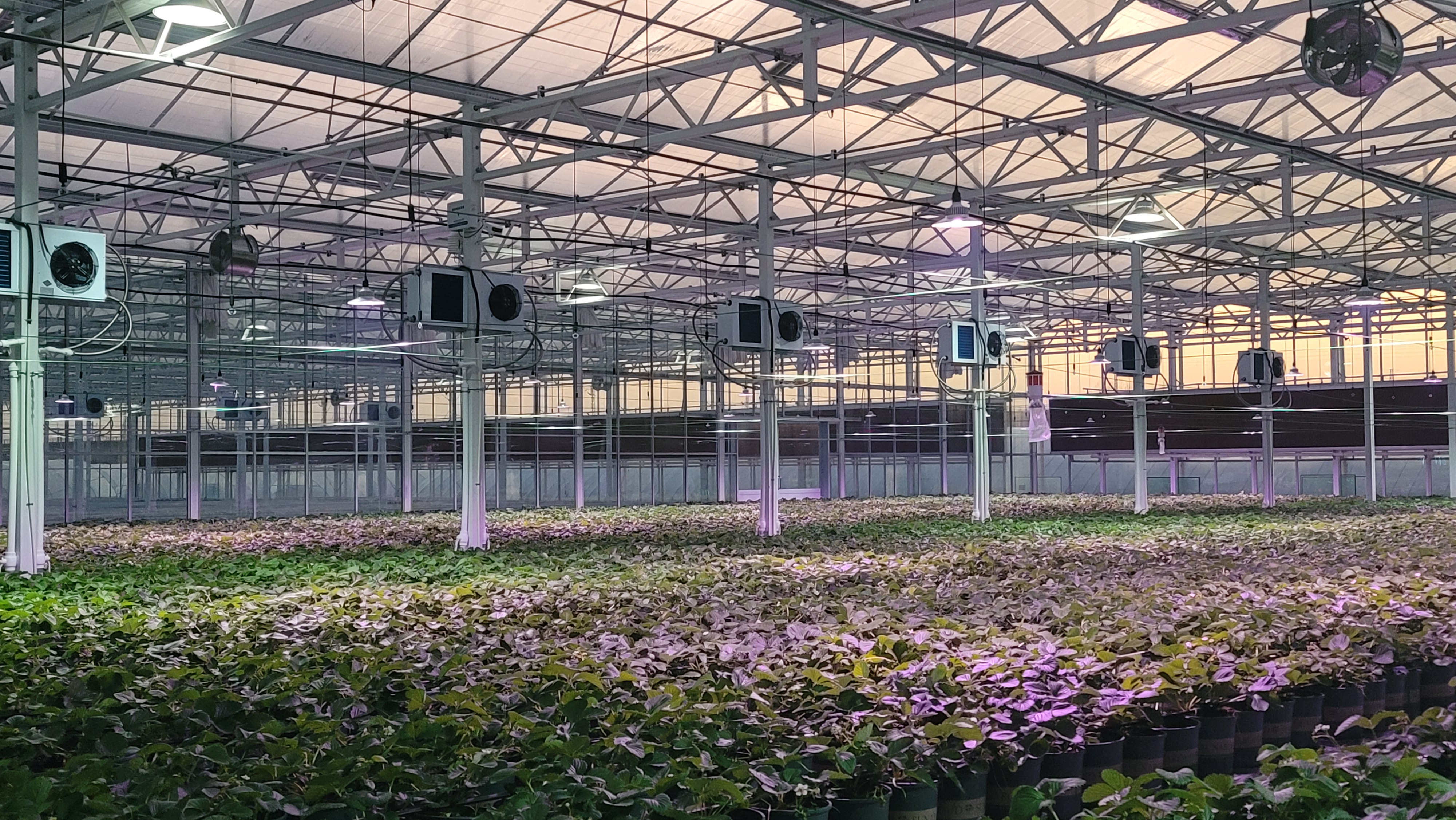 "小特产"做成"大产业"，安徽特色农业"跨界出圈"