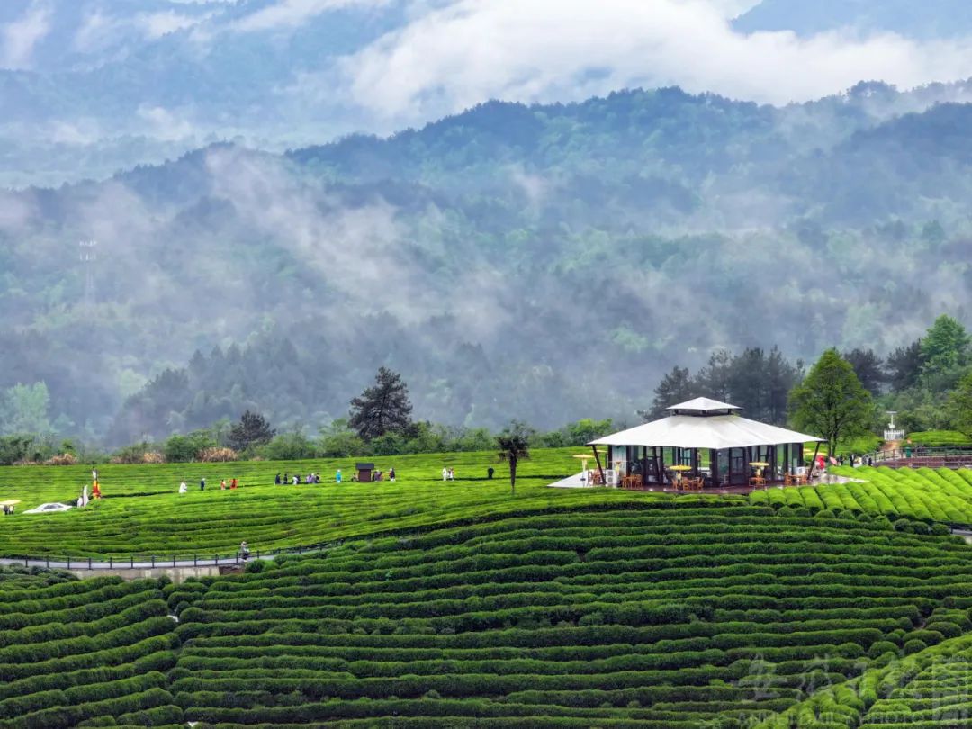 5月18日-21日！安徽这场茶盛会来了