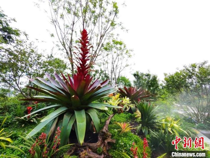 一生只开一次花 十年一遇的美景将在成都世园会呈现