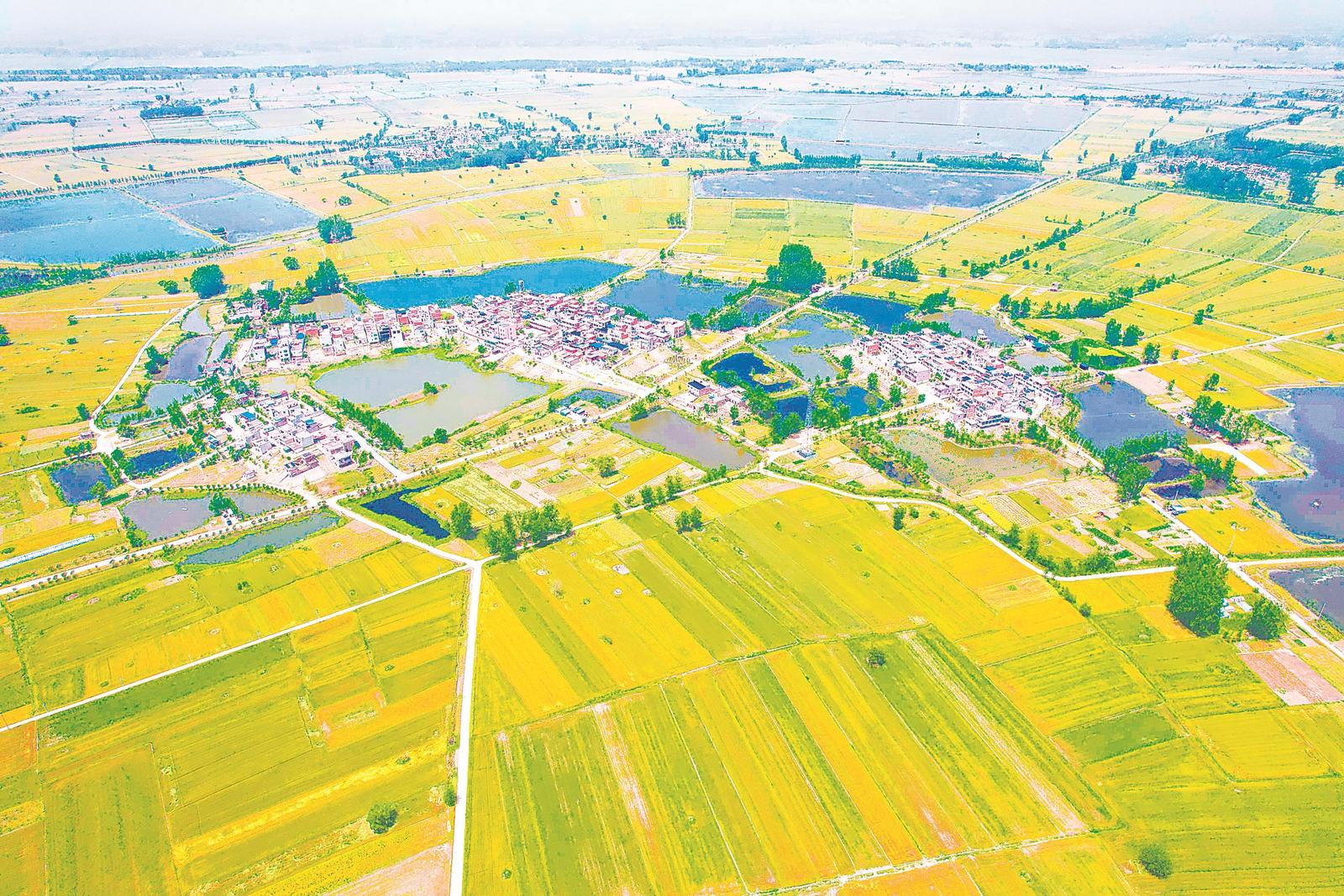 安徽省力争10天左右完成“三夏”小麦抢收