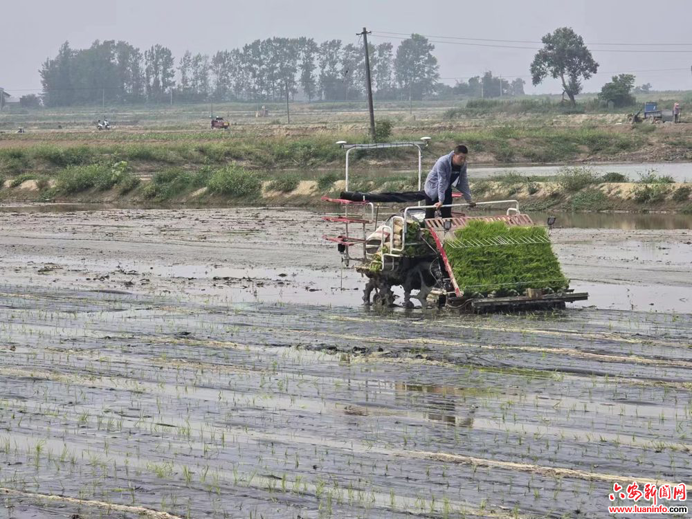 【发现·六安】稻田施“膜法” 提质又增产 