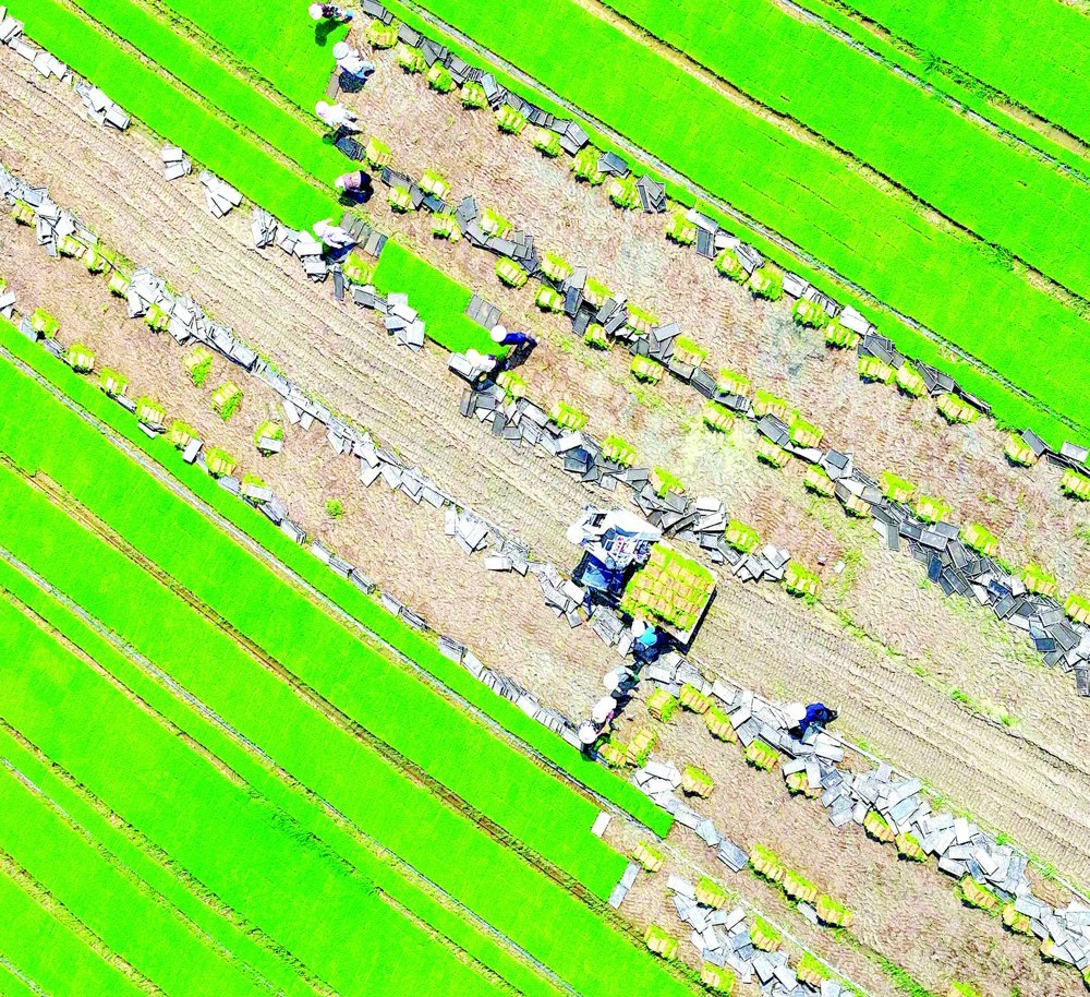 夏种正当时 田畴染新绿