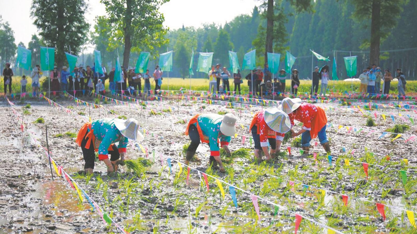 乡村兴业留人，托举“稳稳的幸福”